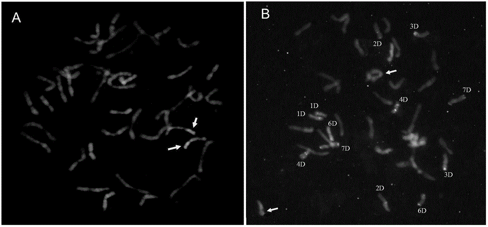 Breeding method and molecular marker of wheat-elytrigia elongata powdery-mildew-resisting translocation line