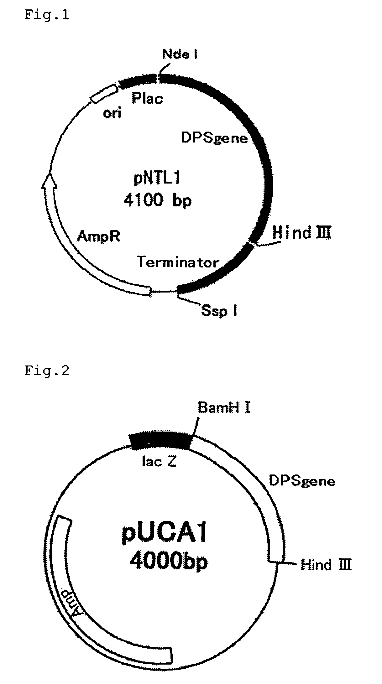 Process for producing coenzyme Q<sub>10 </sub>