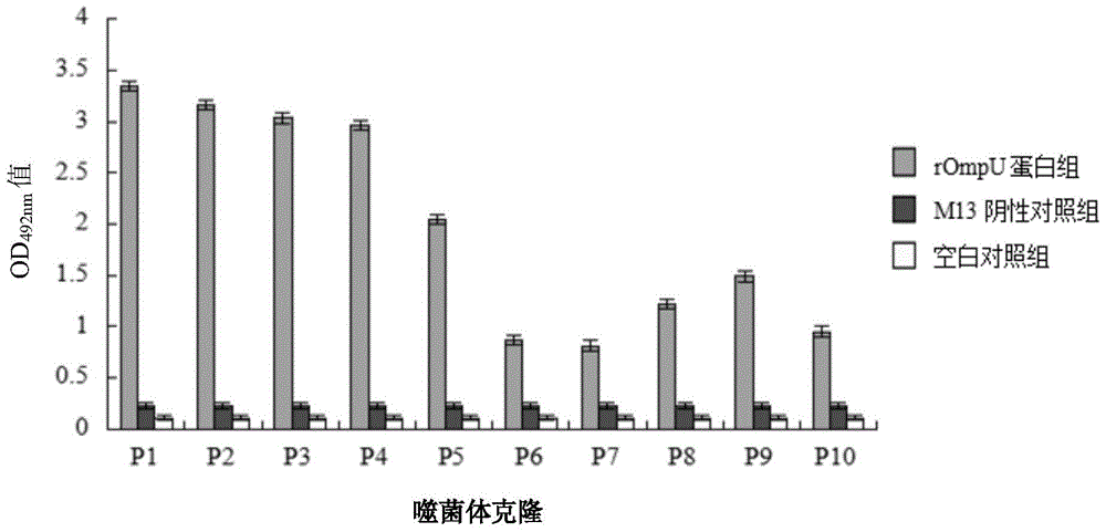 Vibrio mimetic ompu adhesin protein binding peptide with adhesion antagonistic activity, polypeptide composition and application thereof