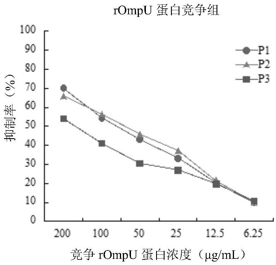 Vibrio mimetic ompu adhesin protein binding peptide with adhesion antagonistic activity, polypeptide composition and application thereof