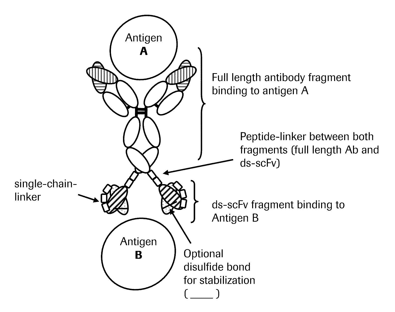 Bispecific Anti-egfr/Anti-igf-1r antibodies