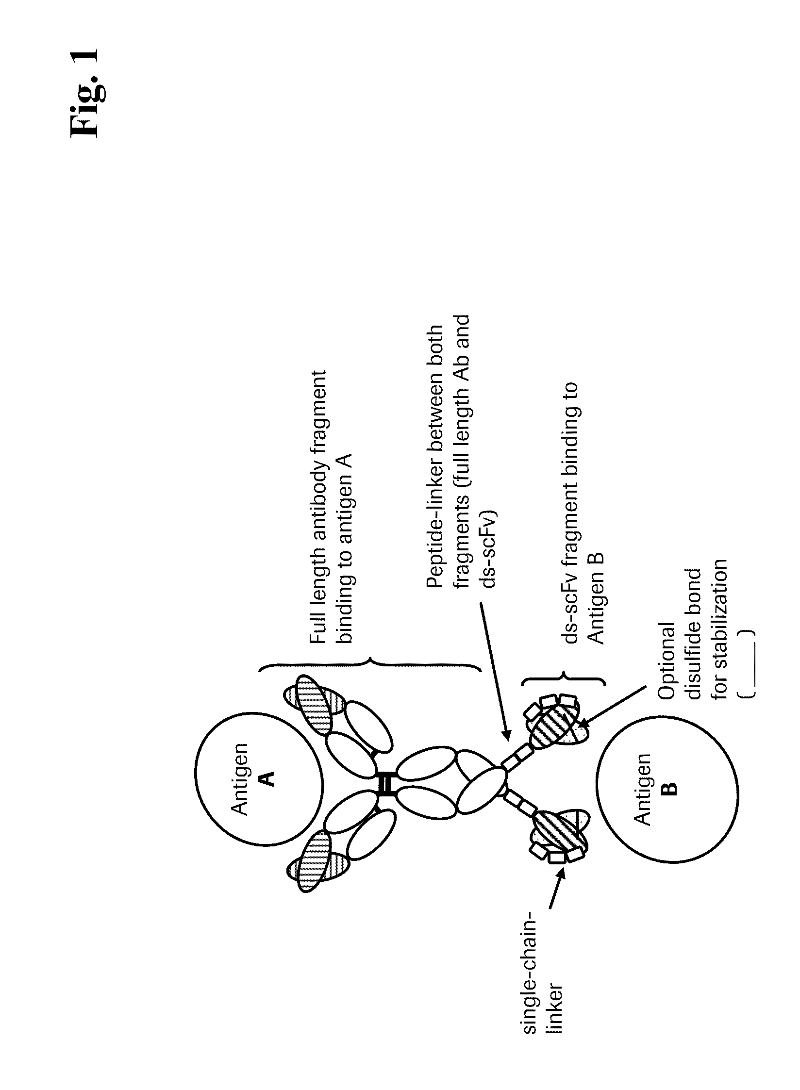 Bispecific Anti-egfr/Anti-igf-1r antibodies