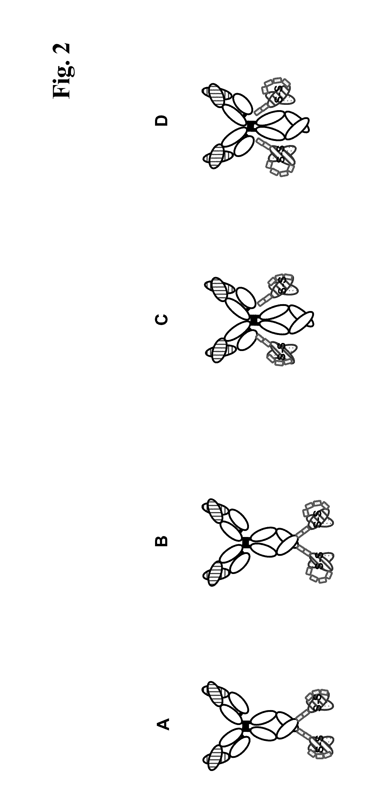 Bispecific Anti-egfr/Anti-igf-1r antibodies