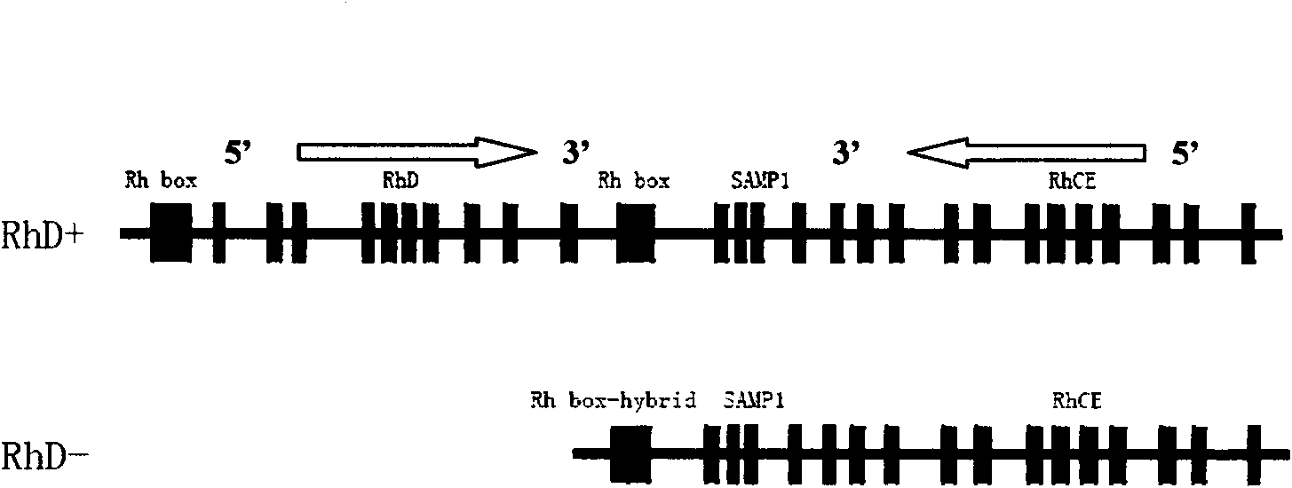 Multi-PCR method and kit for detecting human RhD blood type and gene type