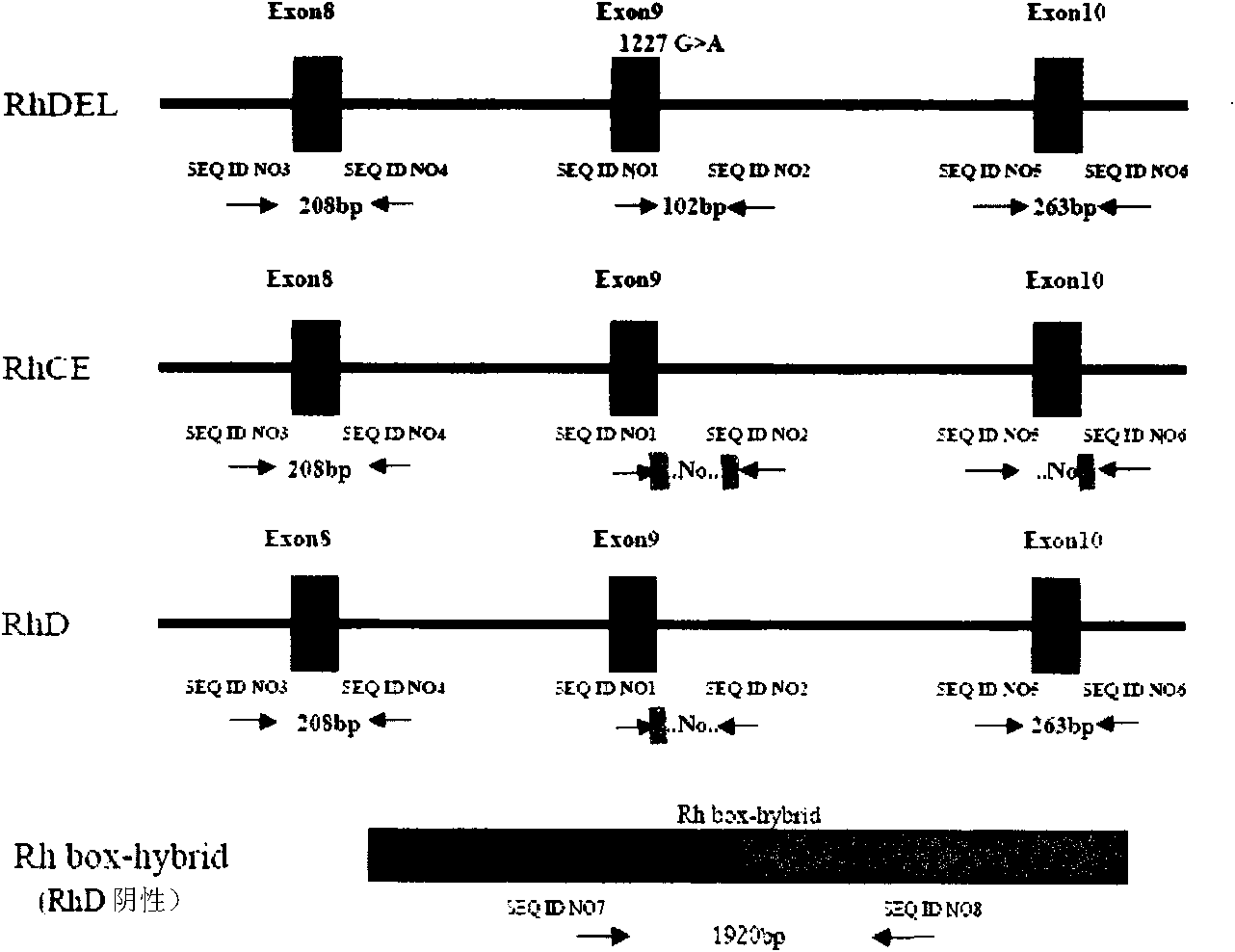 Multi-PCR method and kit for detecting human RhD blood type and gene type