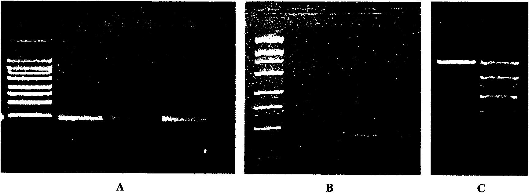 Multi-PCR method and kit for detecting human RhD blood type and gene type