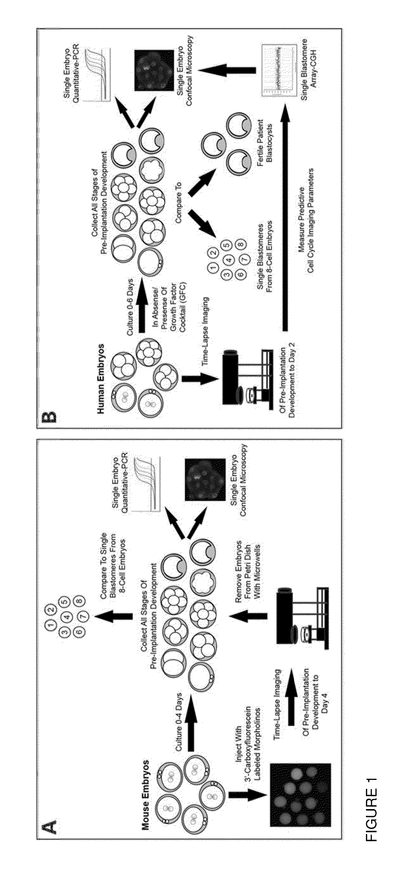 Markers for the detection of human embryo developmental quality