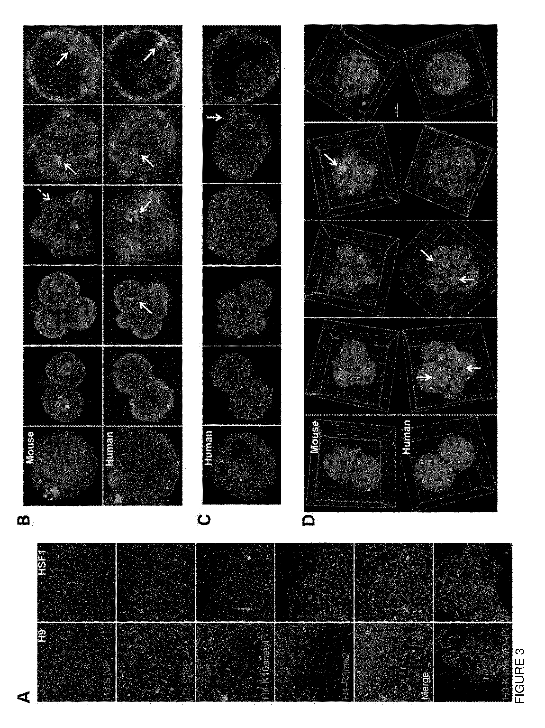 Markers for the detection of human embryo developmental quality