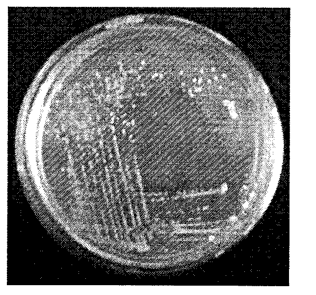 Staphylococcus xylosus and application thereof in producing fermented segmental pork