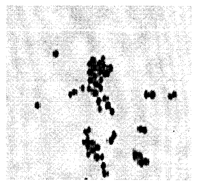 Staphylococcus xylosus and application thereof in producing fermented segmental pork