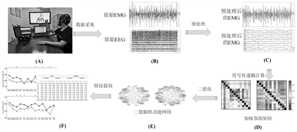 Brain muscle function network motion fatigue detection method based on symbolic transfer entropy and graph theory