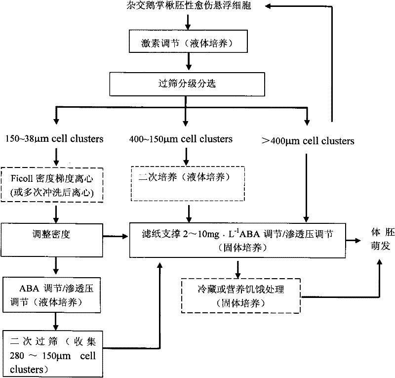 Hybrid liriodendron somatic embryogenesis synchronization control method