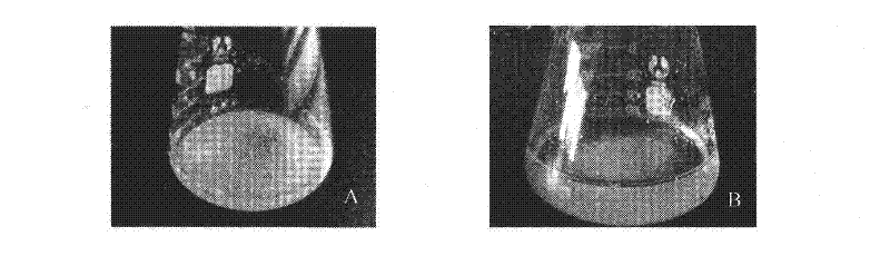 Hybrid liriodendron somatic embryogenesis synchronization control method