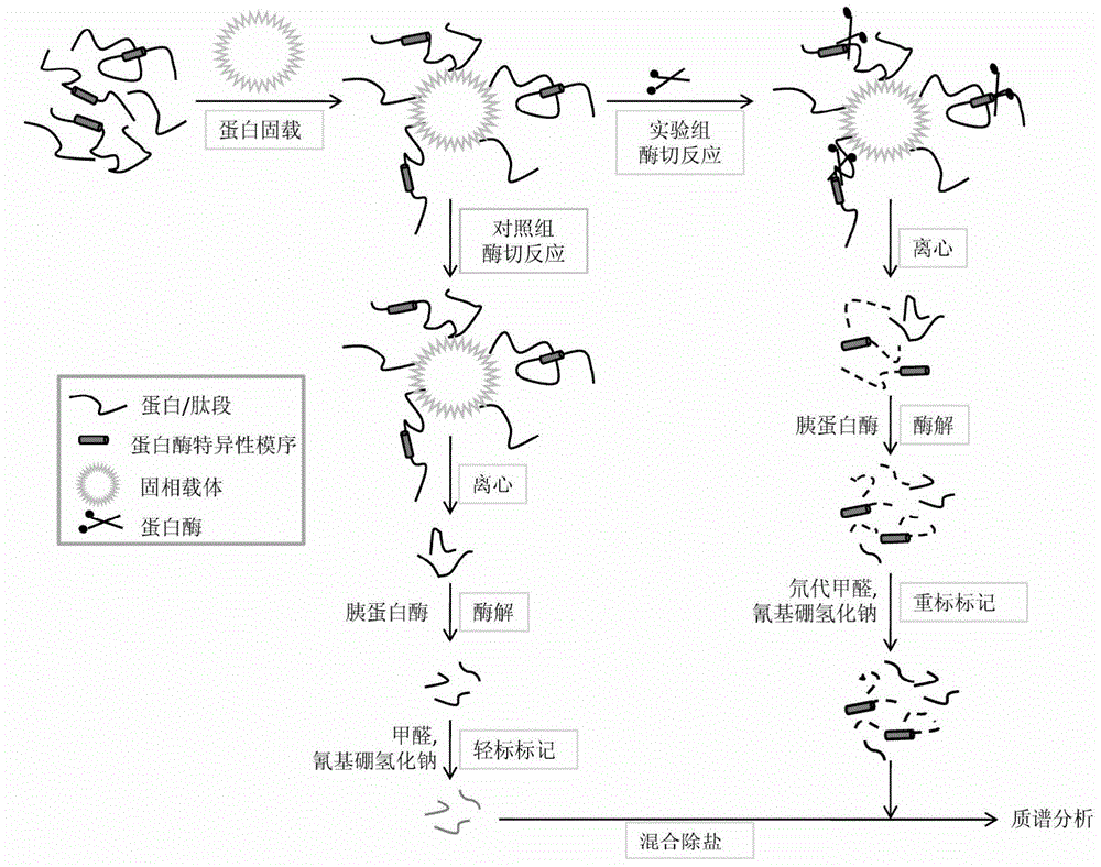 Protease substrate screening method based on solid-loaded mixed protein as screening database