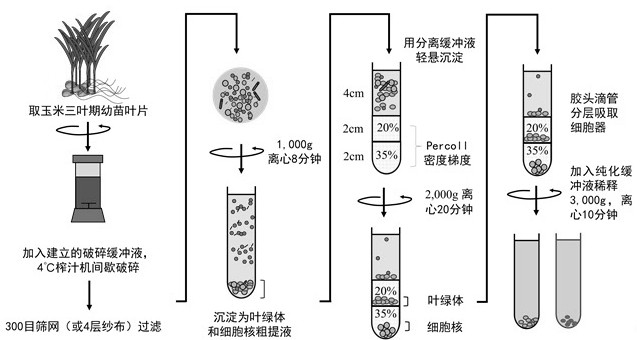 Method for Simultaneously Separating and Extracting Maize Nuclei and Chloroplasts