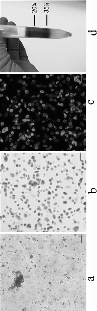 Method for Simultaneously Separating and Extracting Maize Nuclei and Chloroplasts