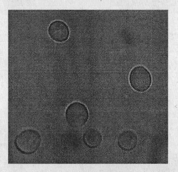 Saccharomyces cerevisiae and application thereof