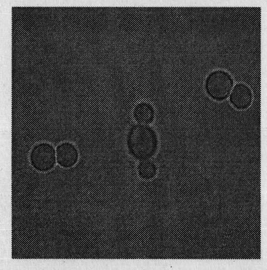 Saccharomyces cerevisiae and application thereof