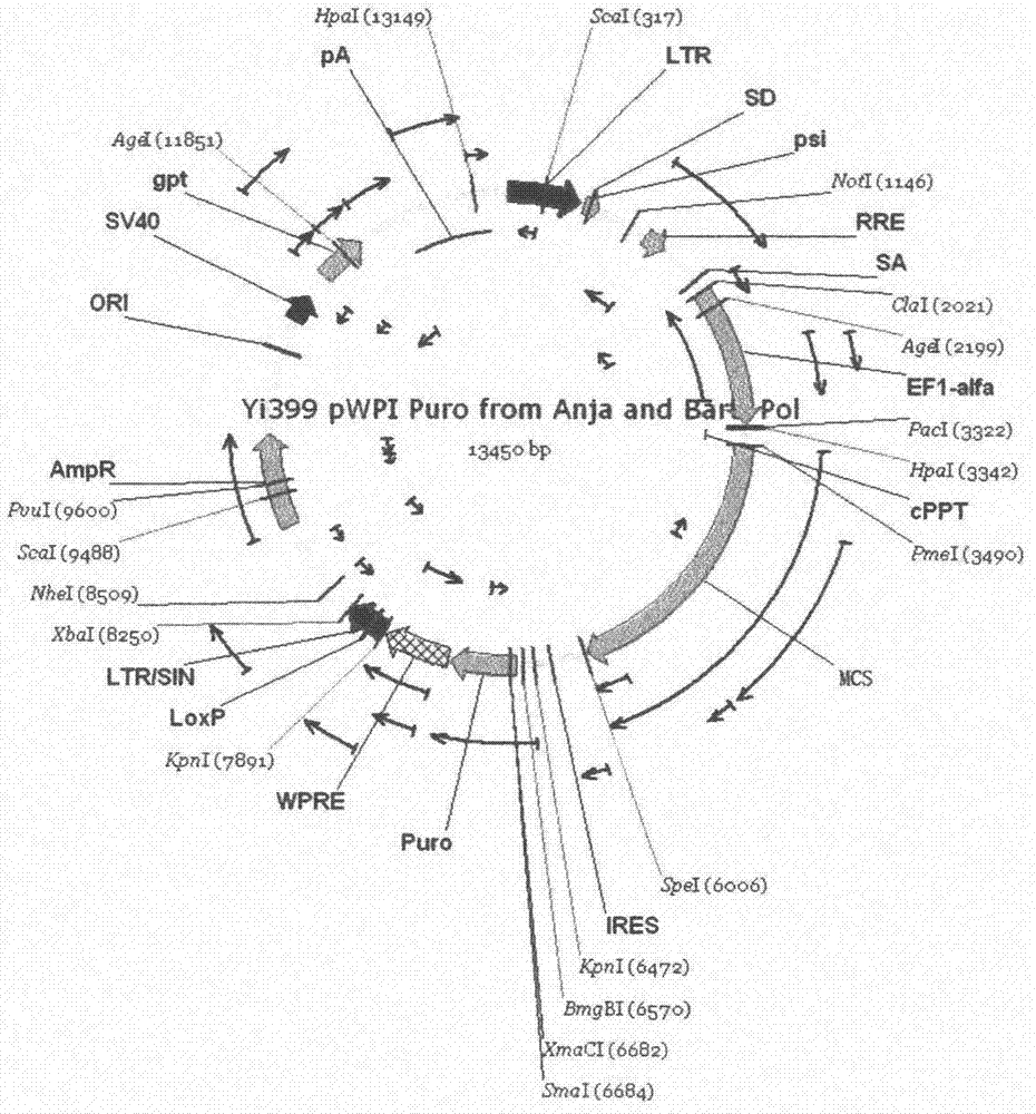 Bone marrow derived mesenchymal stem cell line for stable expression of exogenous EX-4 gene