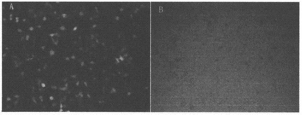 Bone marrow derived mesenchymal stem cell line for stable expression of exogenous EX-4 gene