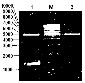 Lywallzyme of phage of staphylococcus aureus as well as preparation method and application thereof