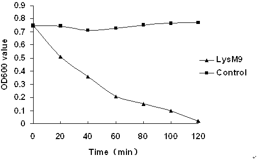 Lywallzyme of phage of staphylococcus aureus as well as preparation method and application thereof