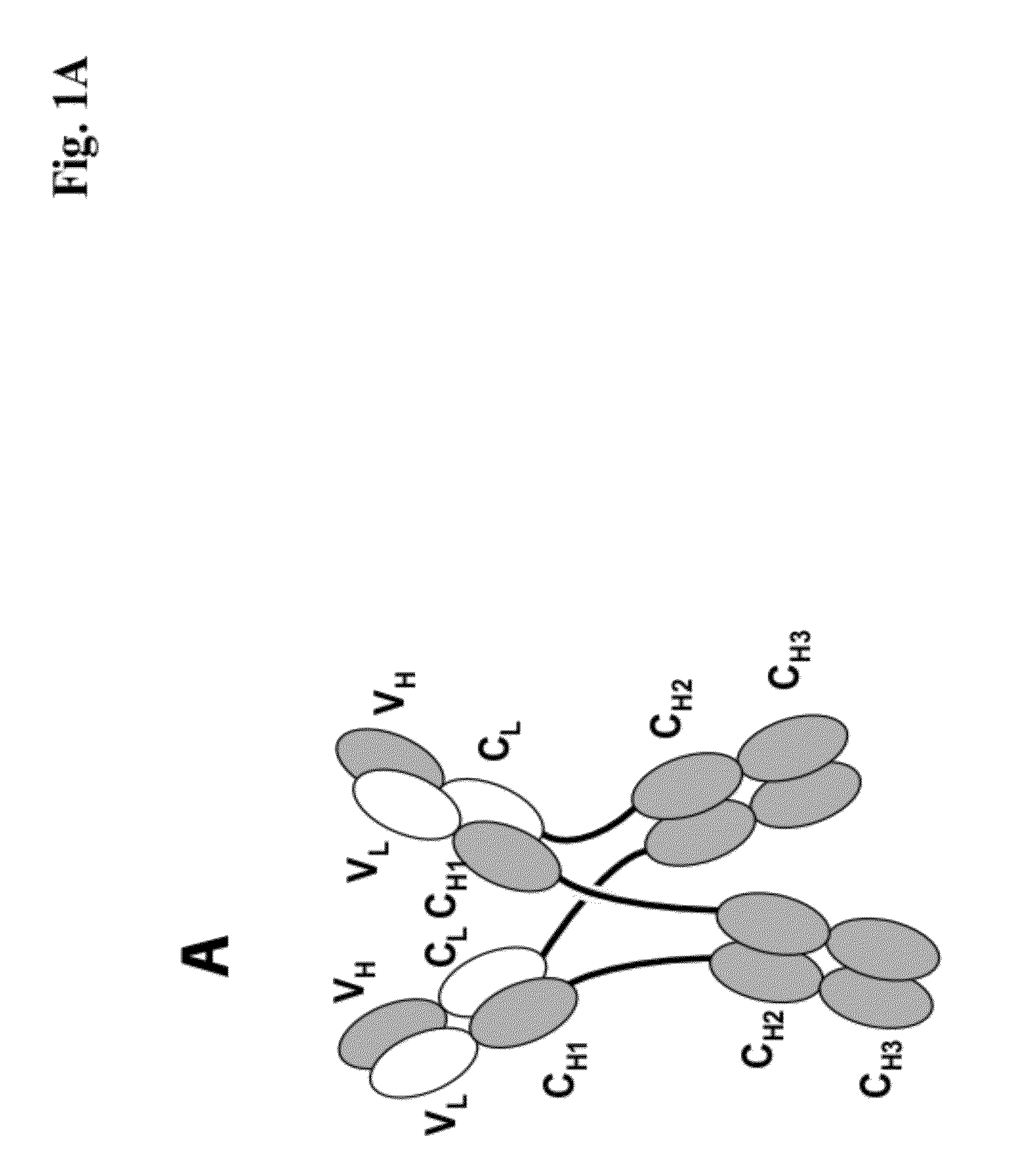 Antigen Binding Proteins