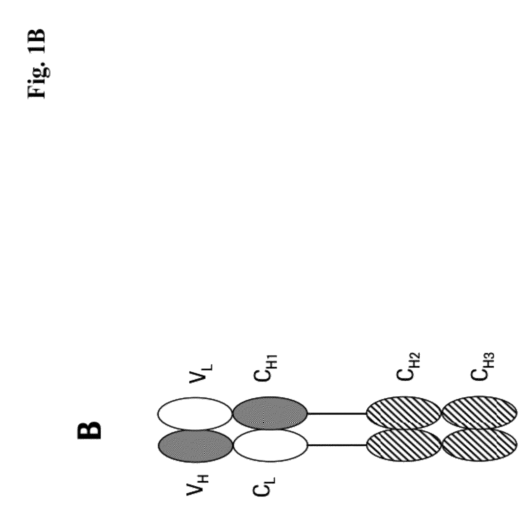 Antigen Binding Proteins