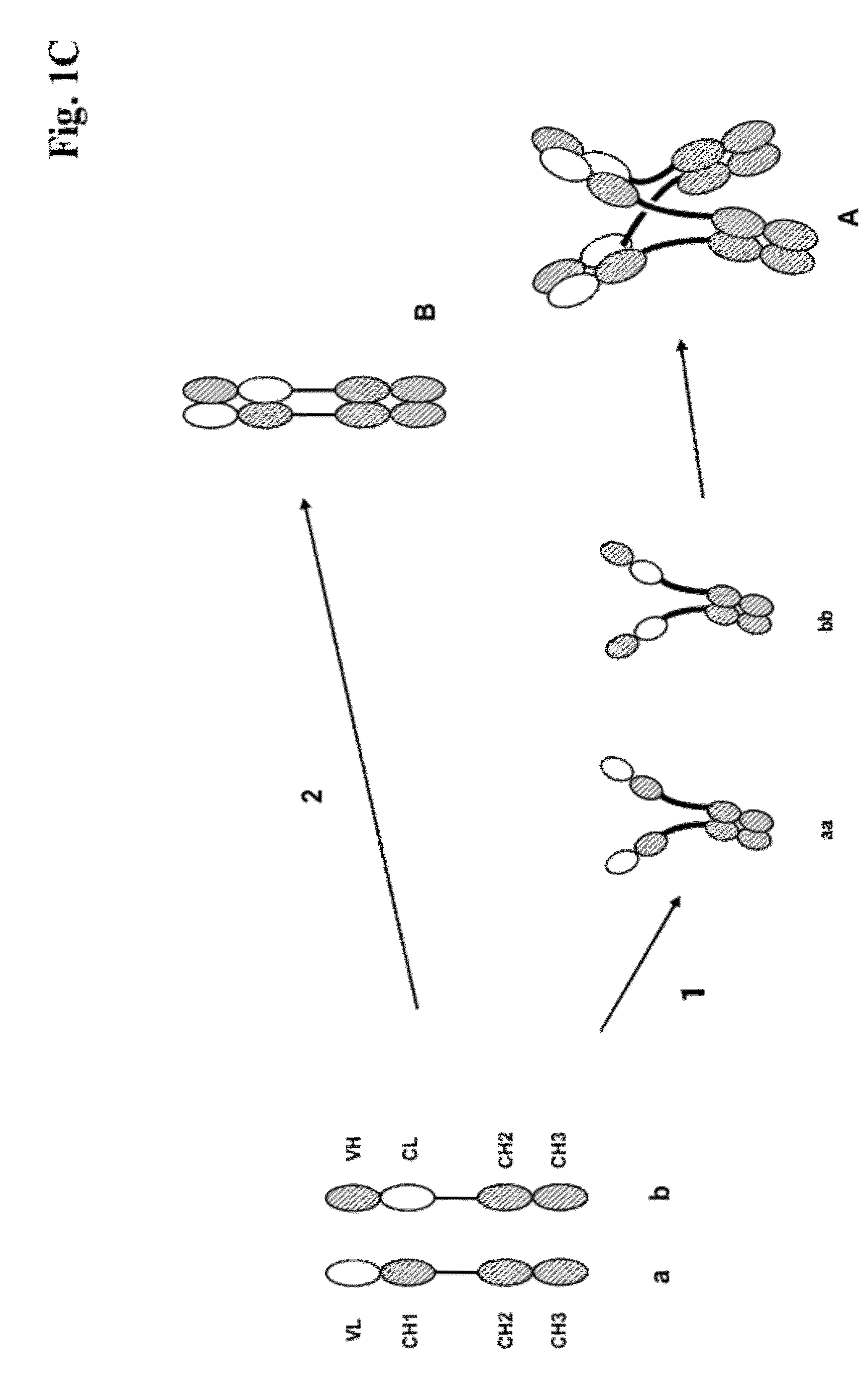 Antigen Binding Proteins