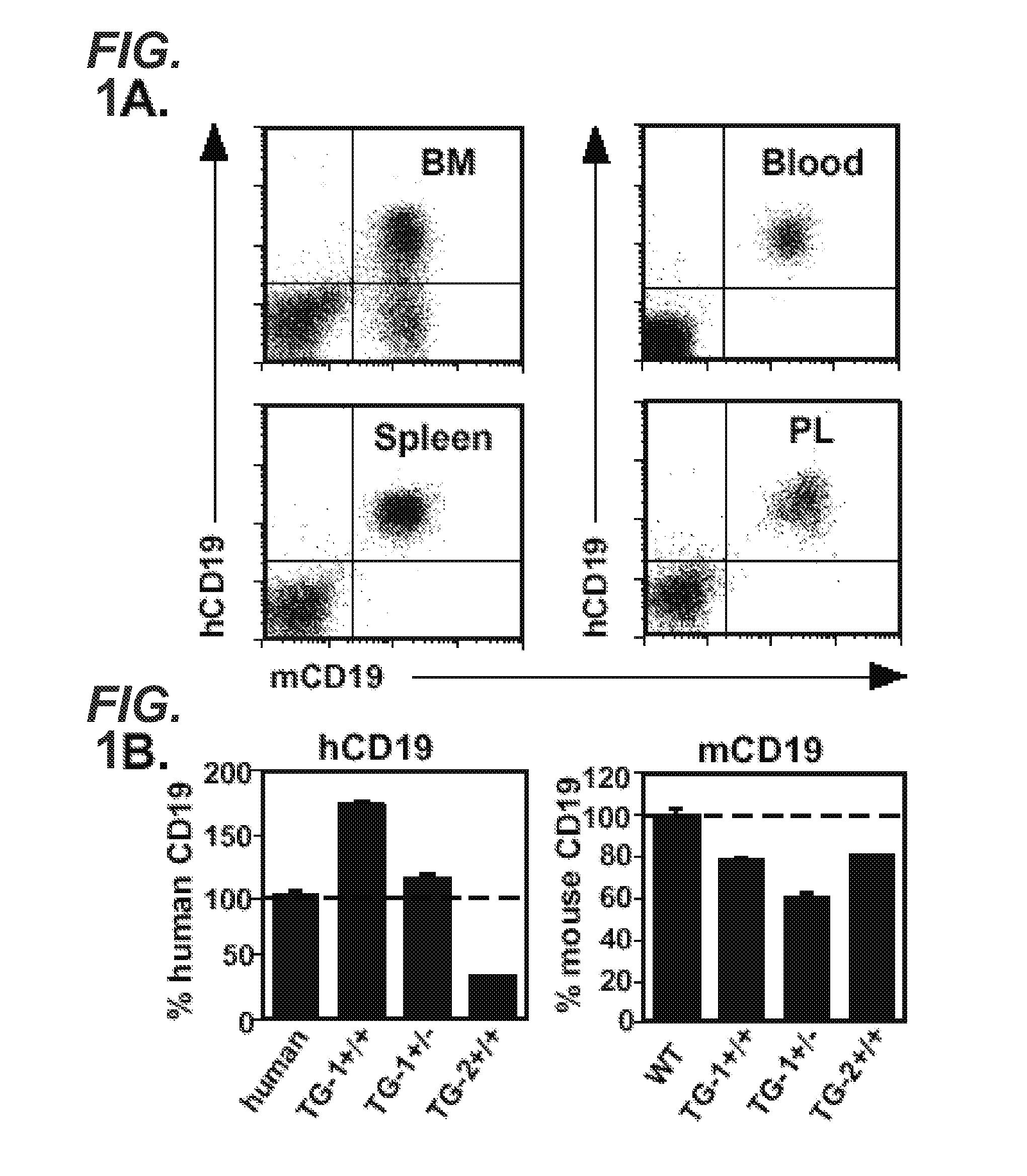 Anti-cd19 antibodies and uses in b cell disorders