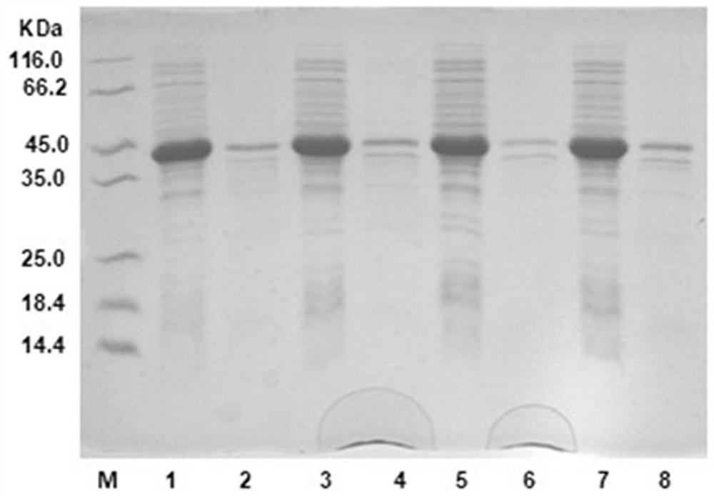 Carbonyl reductase mutant and application thereof