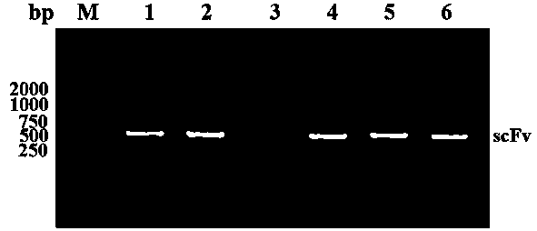 A method for preparing genetically engineered IgG antibody in Escherichia coli