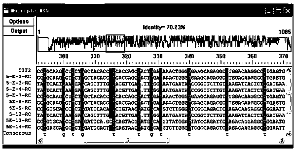 A method for preparing genetically engineered IgG antibody in Escherichia coli