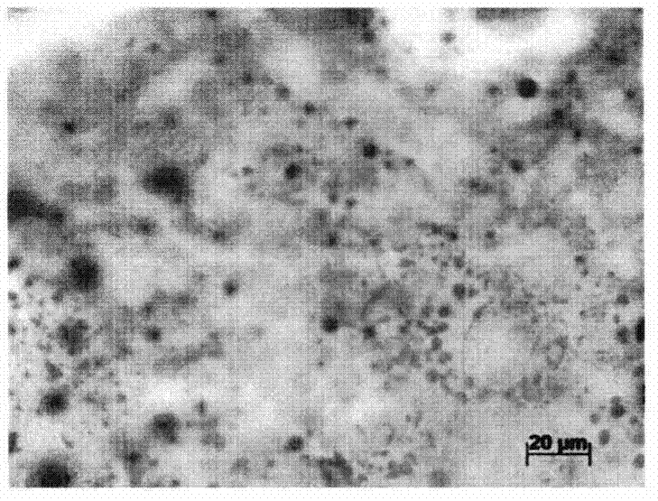 An Intuitive Detection Method Based on Polarized Light Microscopy for Adsorbed Lipids on Montmorillonite