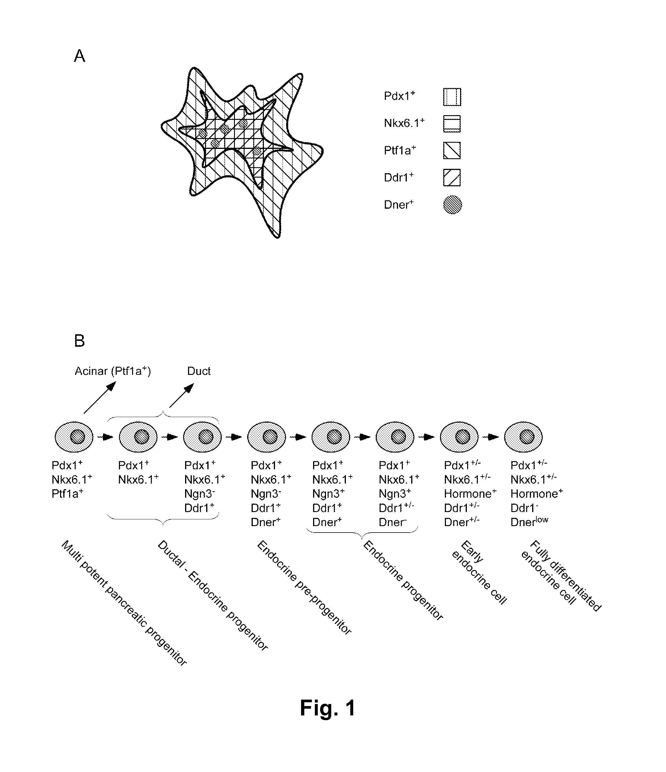 Dner-mediated cell purification of pancreatic endocrine pre-progenitor cells and their progeny