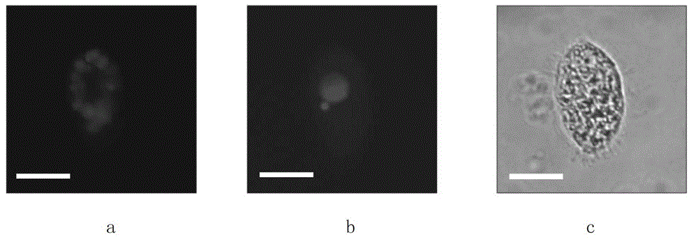 cyp5013c2 protein and its coding gene and Tetrahymena expressing cyp5013c2 protein