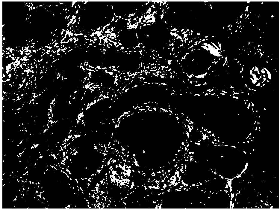 Novel mercury-free environmentally-friendly hematoxylin dyeing liquid and preparation method thereof