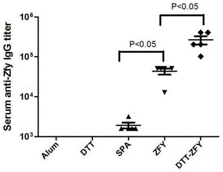 Z structural domain derivative of staphylococcus protein A and application thereof