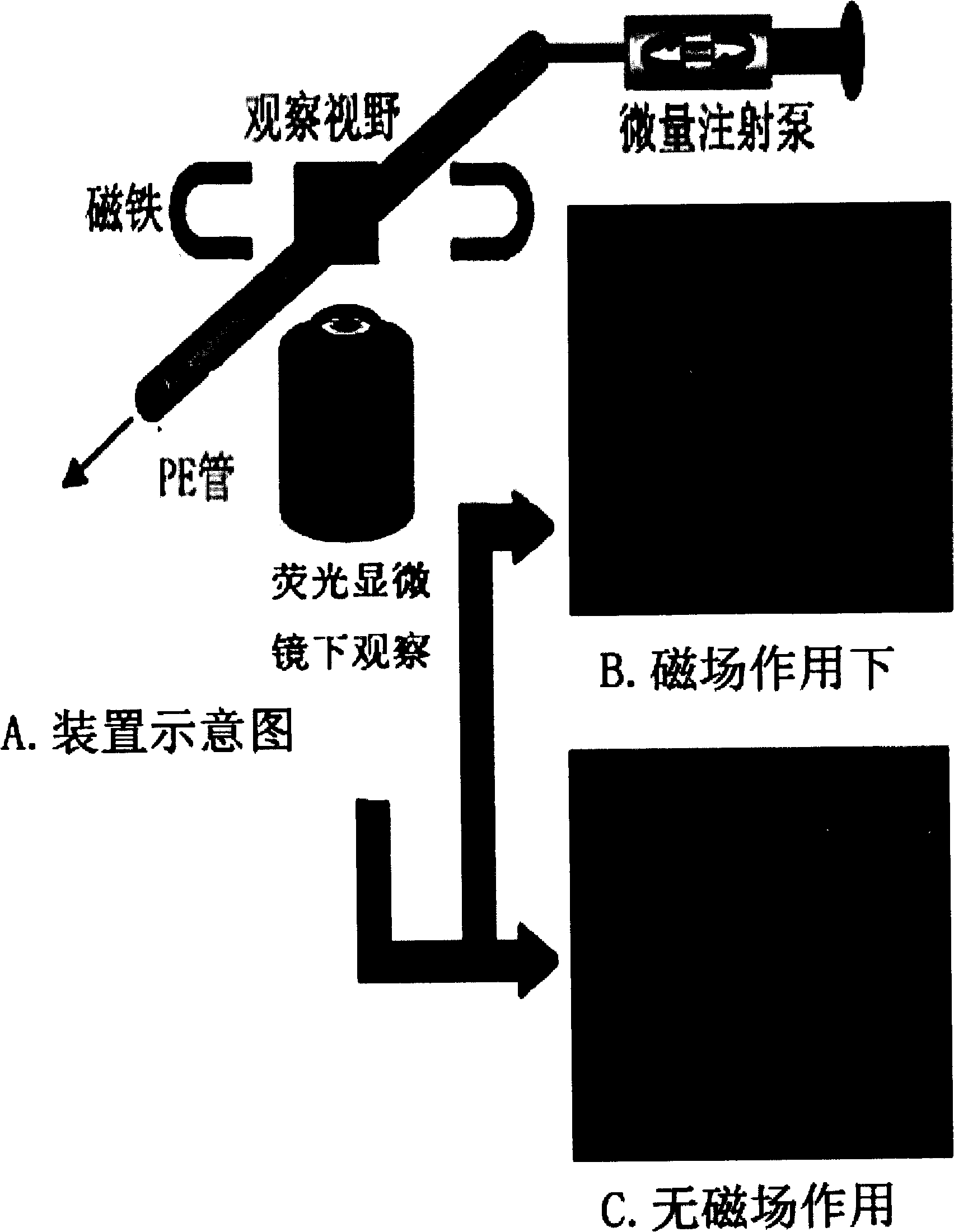 Magnetic molecular targeted ultrasound contrast agent microsphere and preparation method thereof