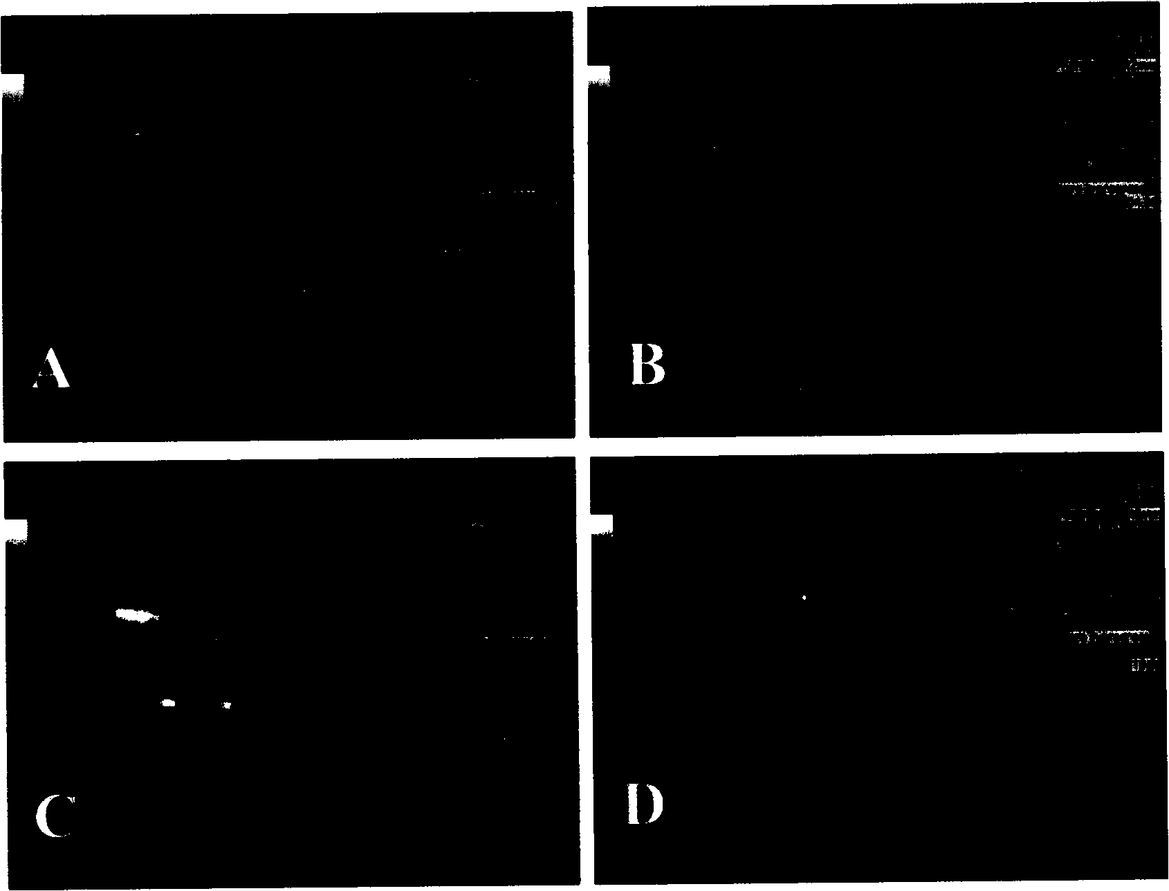 Magnetic molecular targeted ultrasound contrast agent microsphere and preparation method thereof