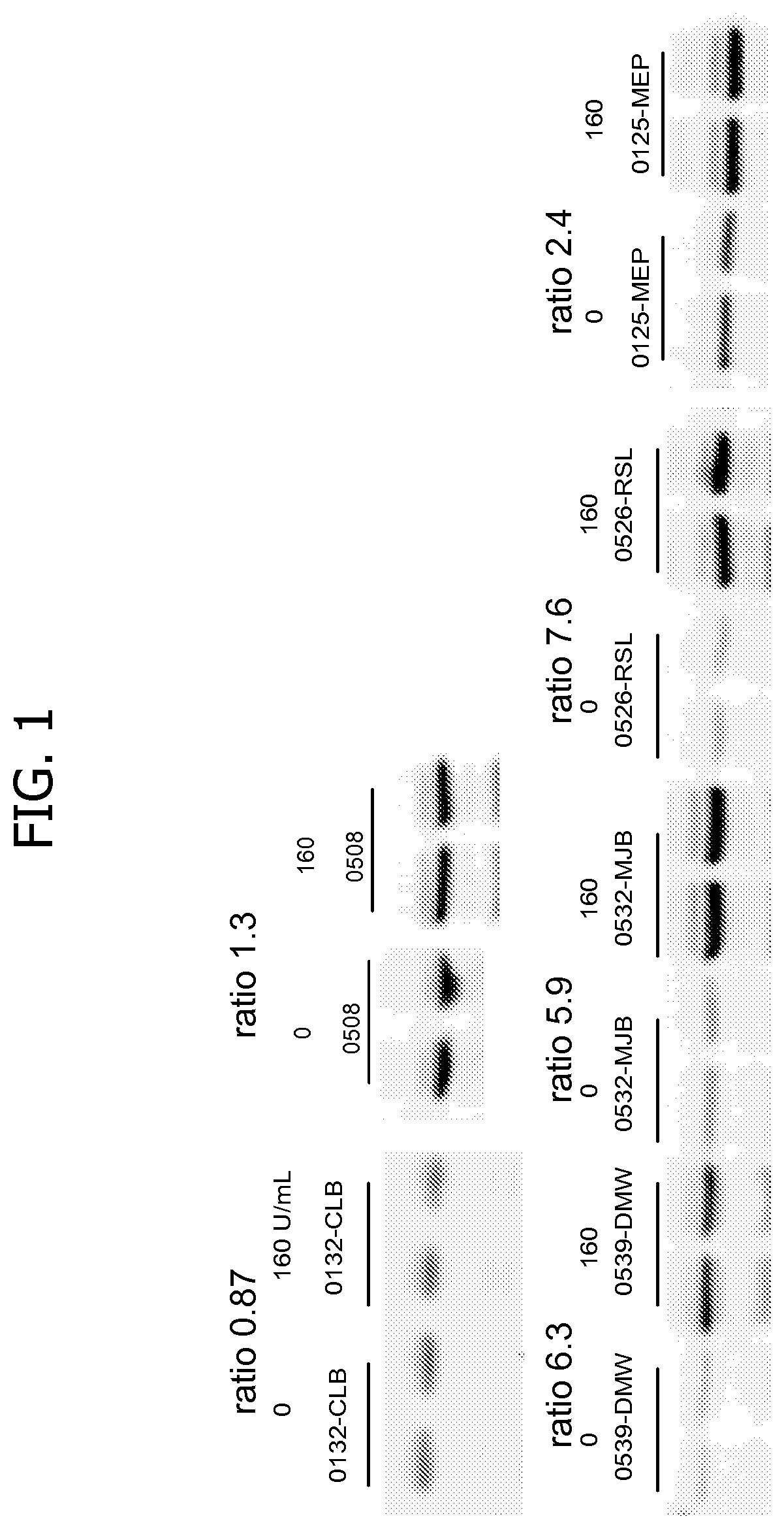 Yeast-based immunotherapy and type I interferon sensitivity