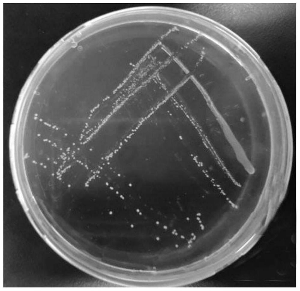 A kind of Lactobacillus acidophilus and its application in feed for weaned piglets