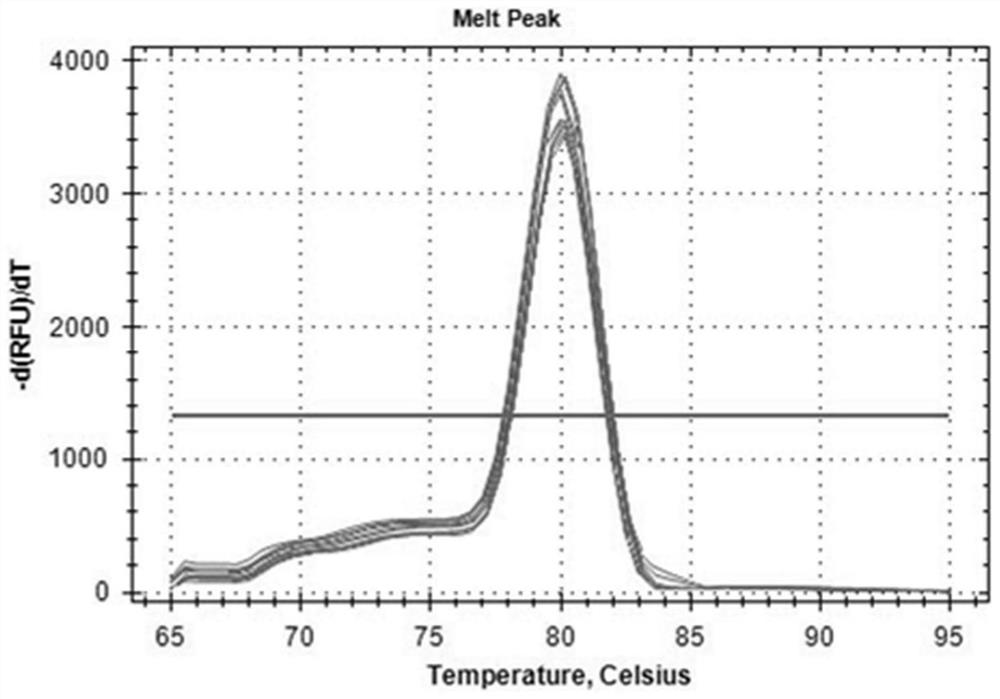 Internal reference gene of Fengdan and its special primers and application under drought stress