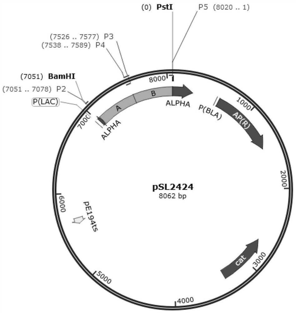 Construction method and application of novel attenuated listeria monocytogenes based on amino acid modification