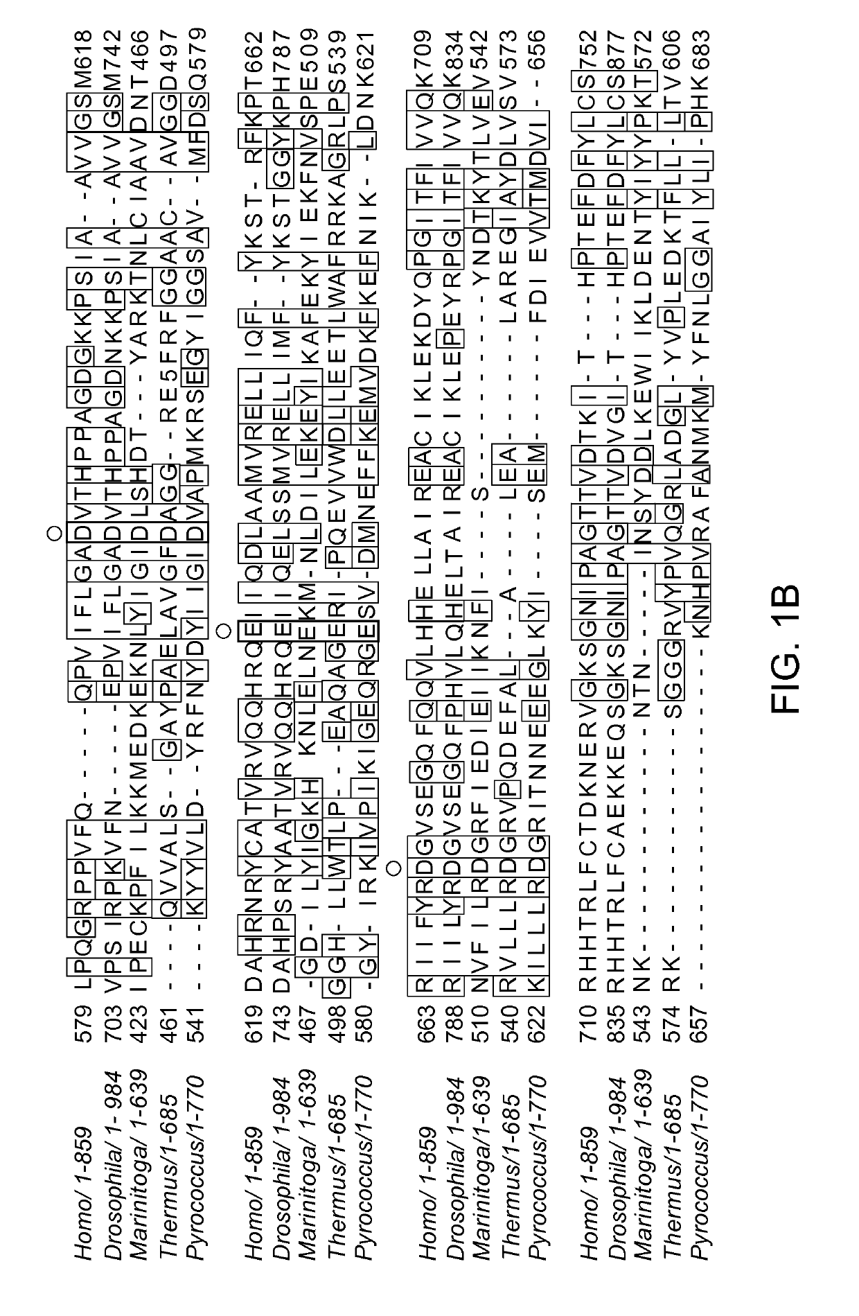 Methods and compositions for using argonaute to modify a single stranded target nucleic acid