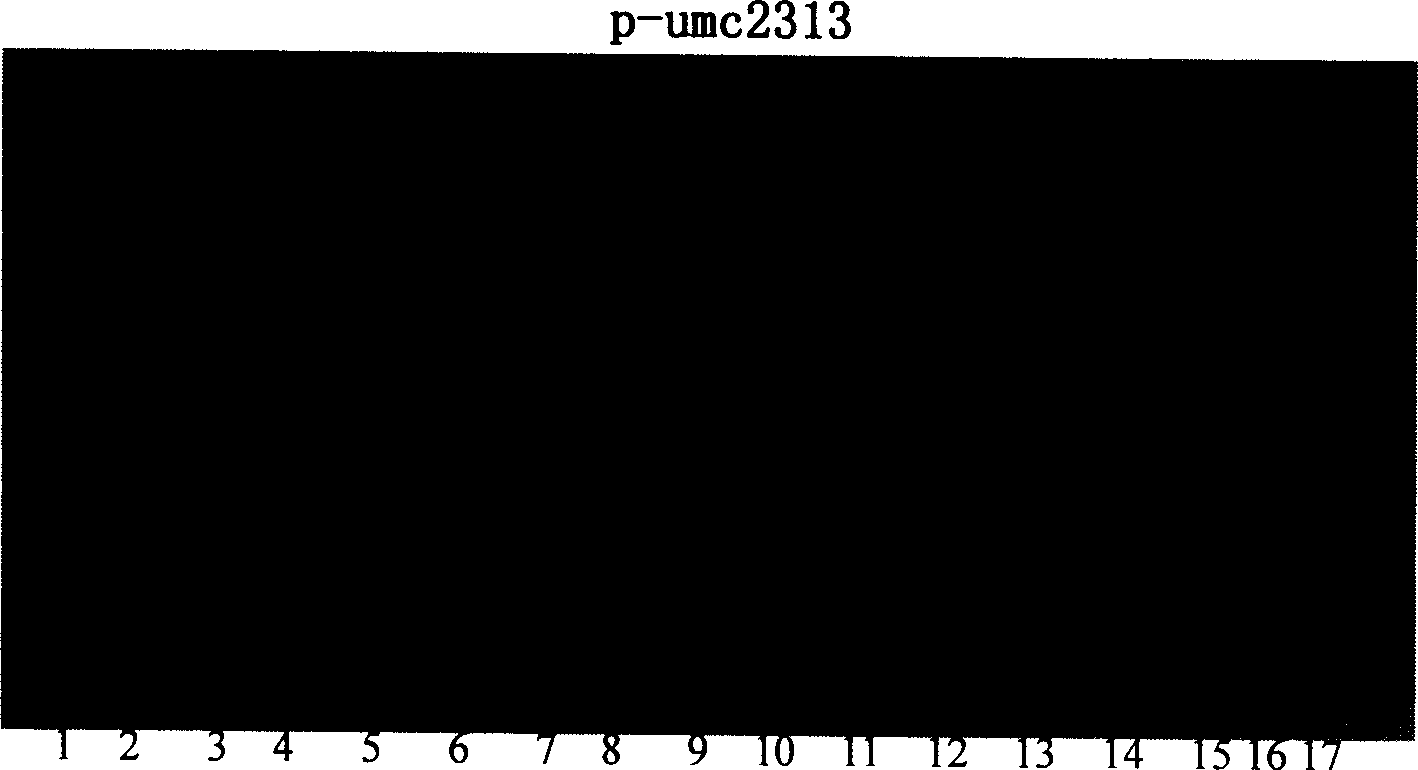 Method for auxiliary screening of high-oil corn and dedicated quantitative character gene locus therefor