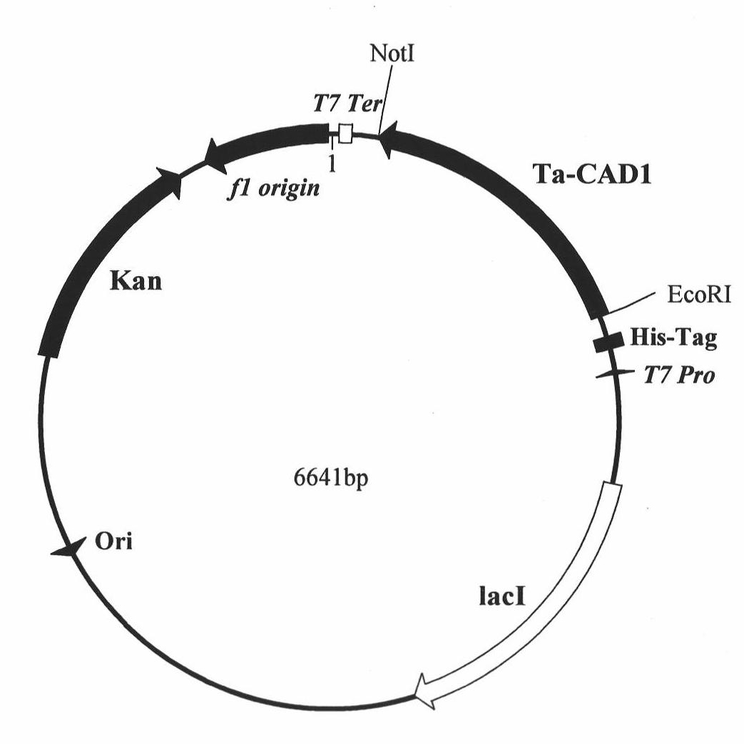 Wheat cinnamyl alcohol desaturase, encoding gene and uses thereof