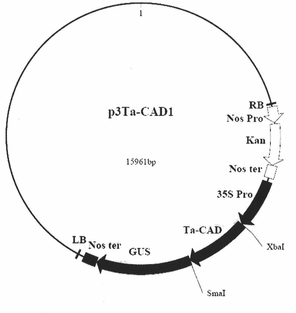 Wheat cinnamyl alcohol desaturase, encoding gene and uses thereof