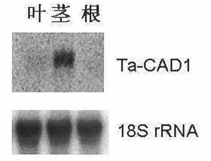 Wheat cinnamyl alcohol desaturase, encoding gene and uses thereof