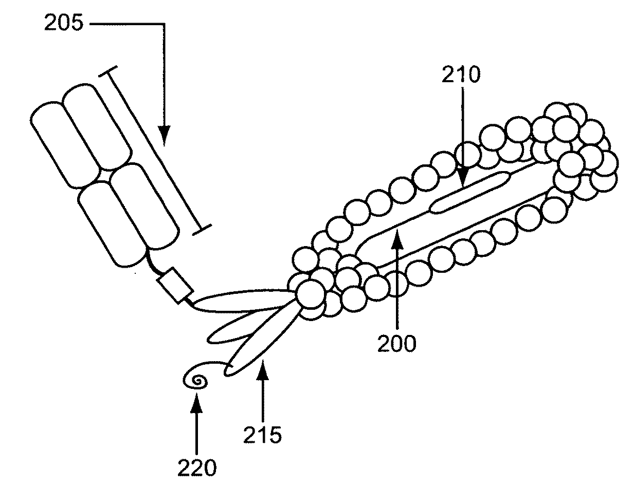 Directed evolution using proteins comprising unnatural amino acids